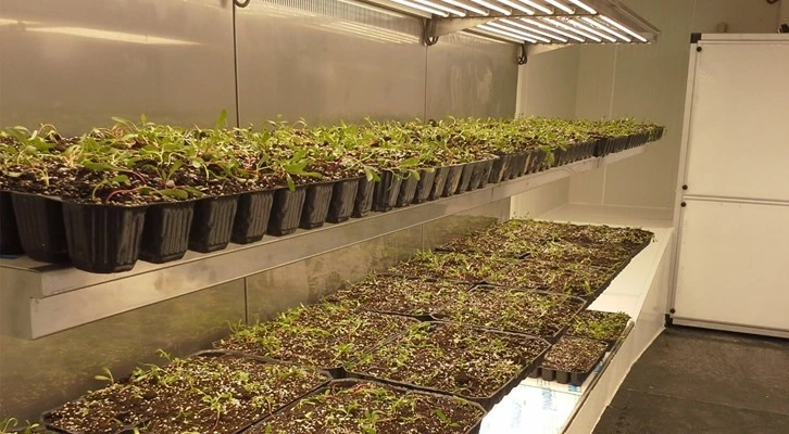 Selçuk Üniversitesi, yerli hibrit tohum geliştirdi