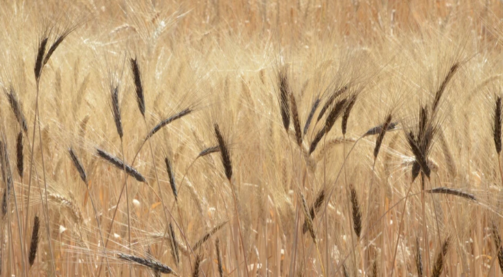 Selçuk Üniversitesi'nden yerli tohumda dev adım