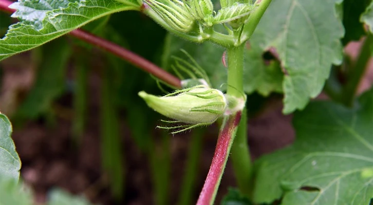 Siğilli bamyası Tarım Kredi ile değerleniyor
