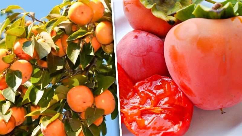 Siirt'te çiftçilere hibeli Bıttım ve Trabzon hurması fidanı desteği