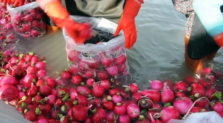 Soğuk suda yıkanan tescilli turp, kadınların istihdam kapısı oluyor