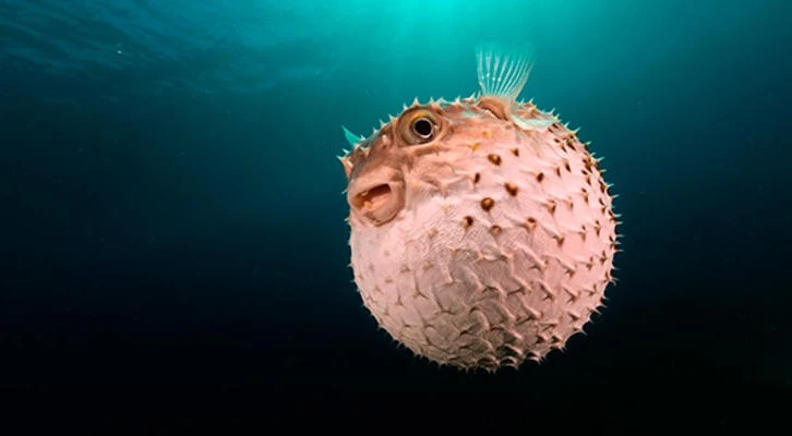 Su Ürünleri Desteklemelerinde yeni düzenleme