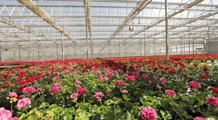 Süs bitkileri sektöründen üretimin sürmesi için 4 talep