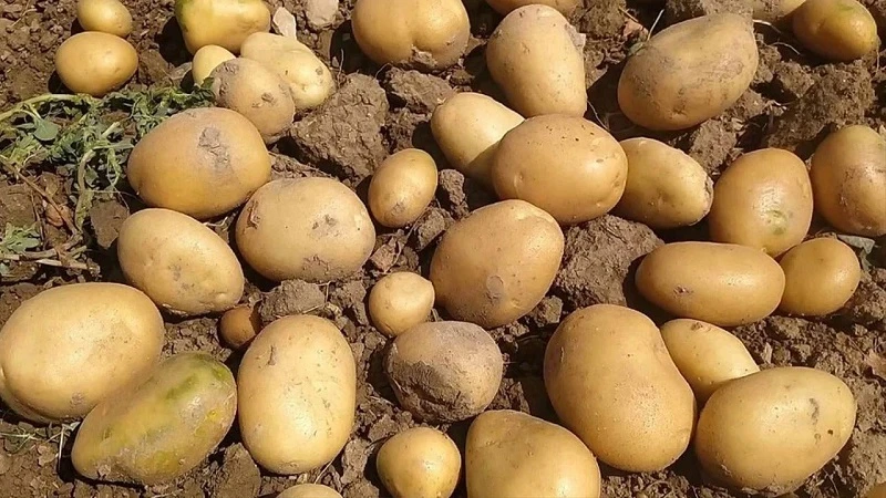 Tarım Bakanlığı, Tunus'tan dönen patatesleri imha etti