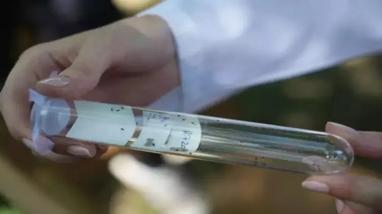 Tarımın en büyük sorunu Samsun'da çözüldü! Çiftçinin yüzü bu haberle güldü