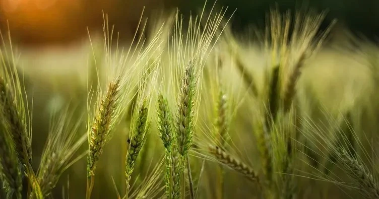 TİM 1000'deki 17 Mersinli firmanın 12'si tarım ve gıda sektöründe