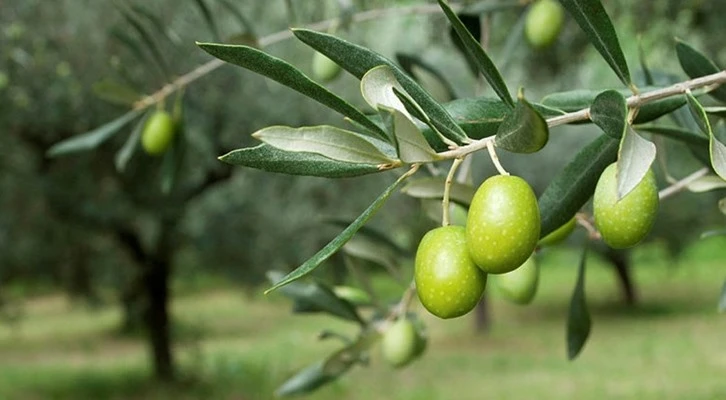 Tire'de Zeytin Sineğine karşı Toplu Mücadele Protokolü imzalandı