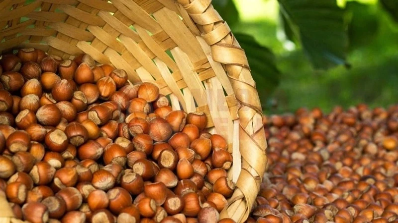 TMO kabuklu fındık satışına başlıyor