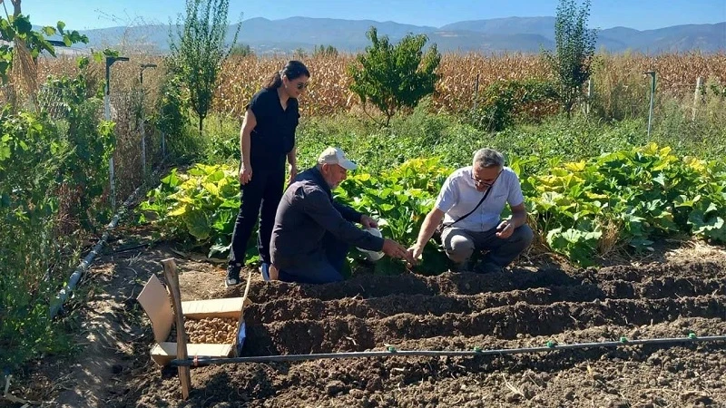 Tokat’ta salep üretimine başlanıldı