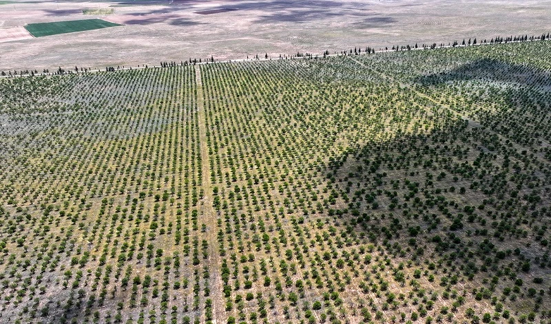 "Toplam 6 bin 500 dekar badem ormanımız var"