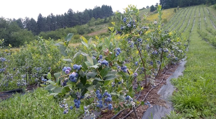 Toprak Bursa Büyükşehir’le bereketleniyor