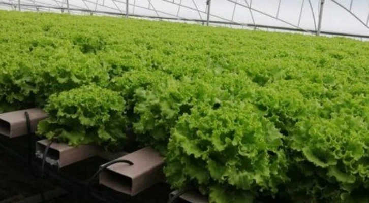 Topraksız tarımla 21 dönümde 210 dönüme denk ürün yetiştiriyor