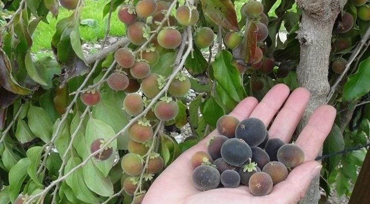 TÜRKİYE’DE İLK KEZ ÜRETİLDİ: İŞTE YENİ TROPİKAL MEYVEMİZ!