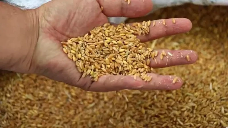 TÜRKTOB Başkanı: 'Binlerce Yıllık Tohum' Haberleri Yanıltıcıdır