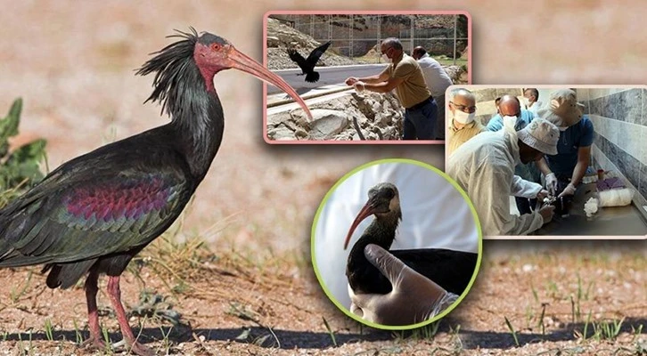 Ülkemizdeki kelaynak sayısı hızla artmaya devam ediyor