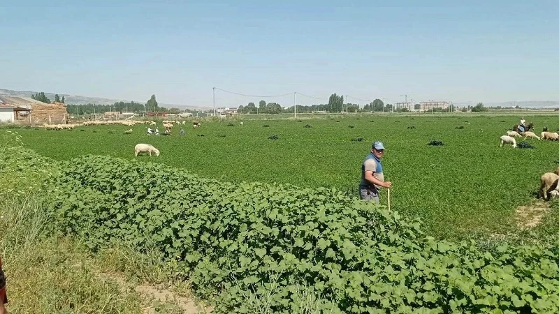 Ürününü satamayınca koyunlara yedirdi