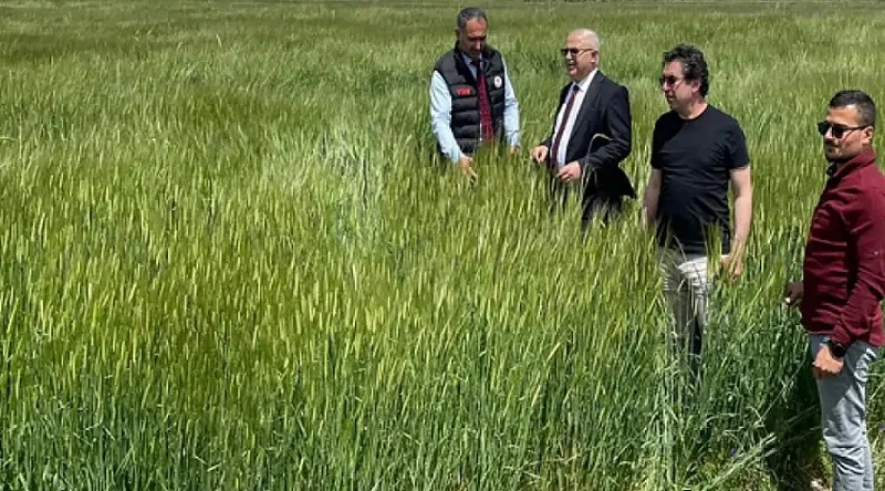 Van İl Tarım Müdürü Görentaş, 1500 ton tohumun ekimini denetledi!