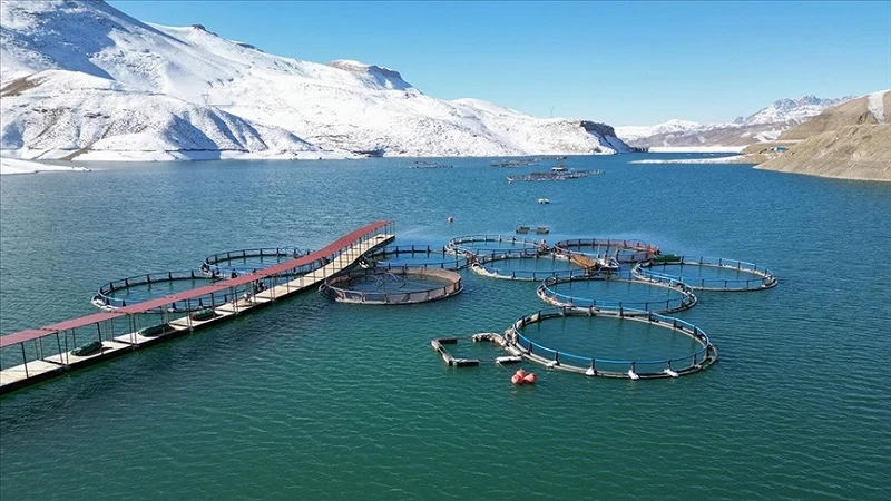 Van'da alabalık üretimi devlet desteğiyle artıyor