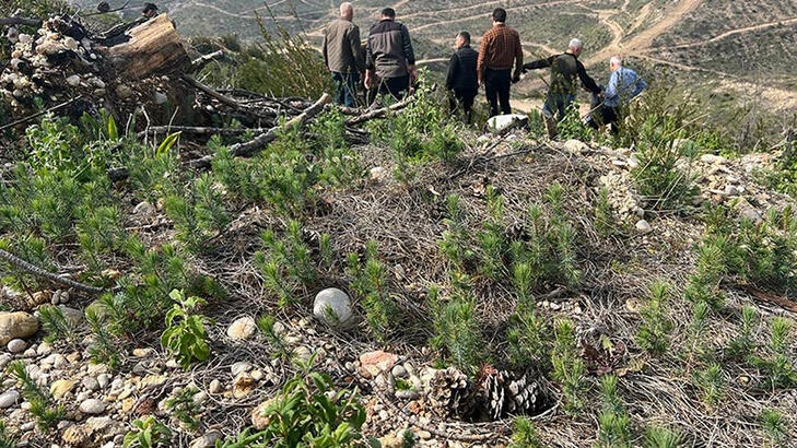 Yangın bölgesinde dikilen fidanlar boy vermeye başladı