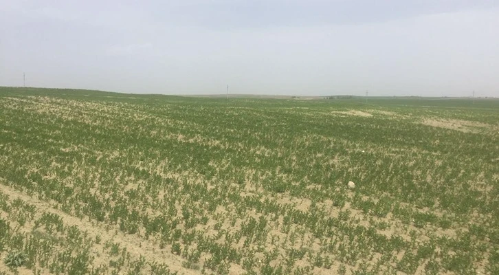 Yerli ve milli mercimek tarlaları yeşeriyor