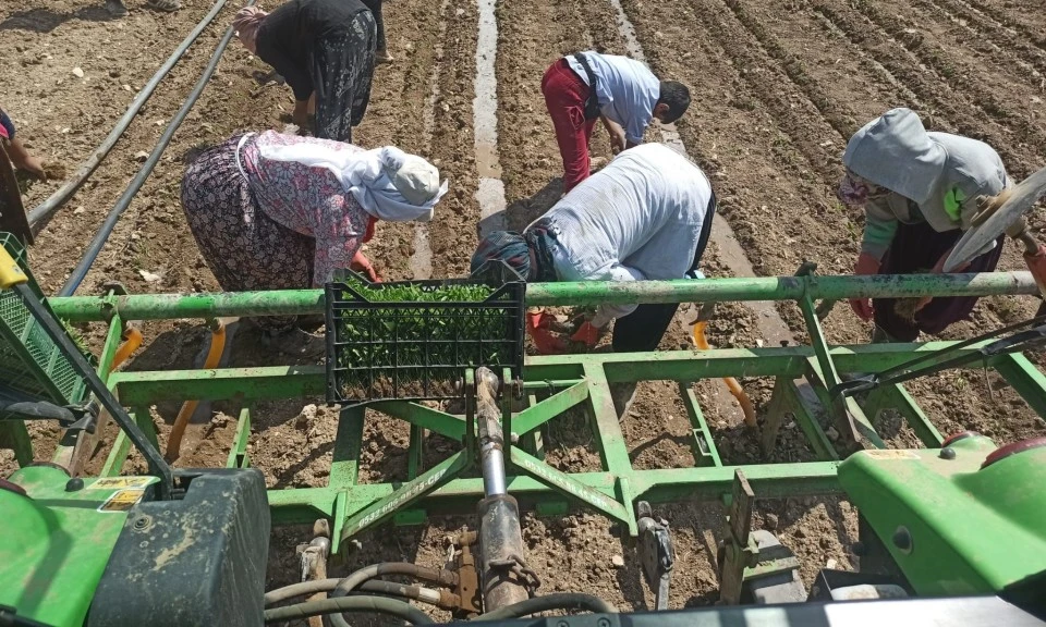 Yeşil altın fideleri toprakla buluştu