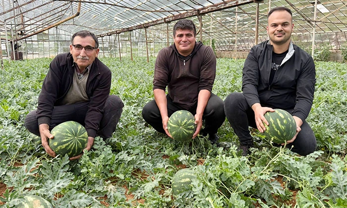 Antalya'da kış karpuzu için geri sayım başladı