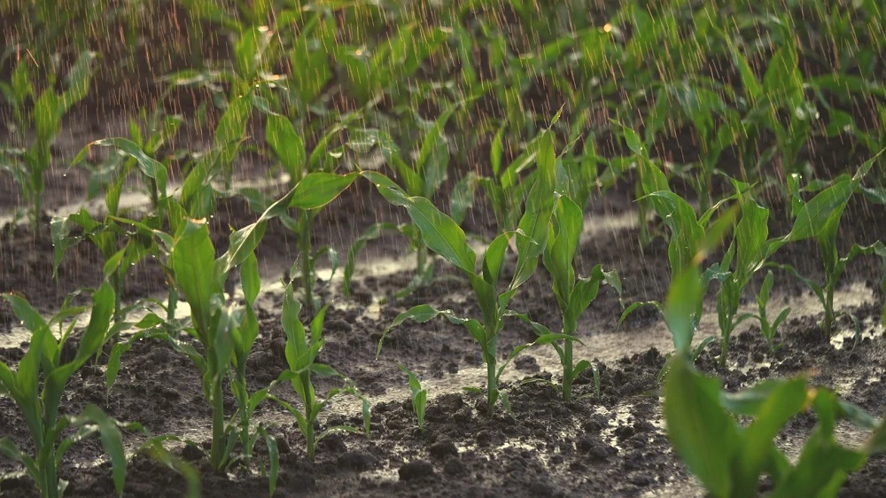 Başkan Erkoyuncu, Konya Ovası'nın aldığı yağışı değerlendirdi