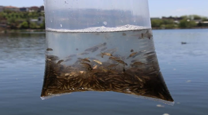  63 ilde 766 su kaynağına 5 milyon adet sazan balığı bırakılacak