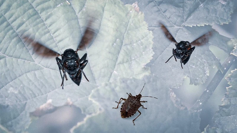 1 milyon Samuray Arısı doğaya salınacak