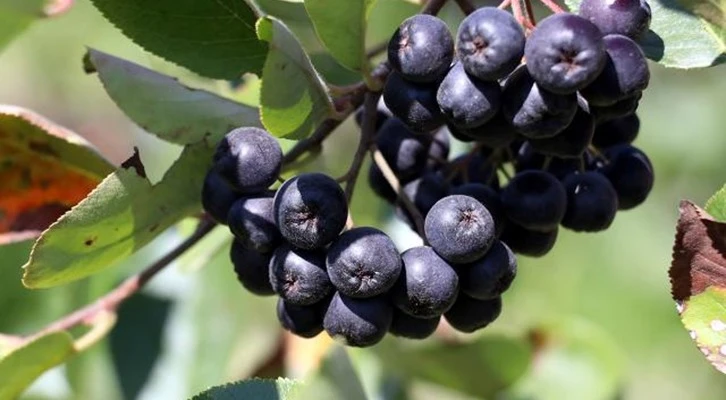 22 çiftçiye 10 Bin 200 adet Aronya fidanı dağıtıldı