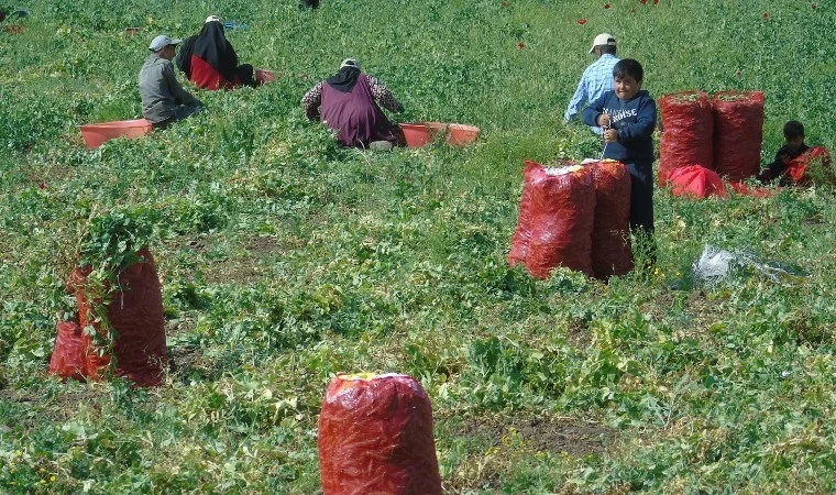 10 bin dönümde bezelye hasadı başladı