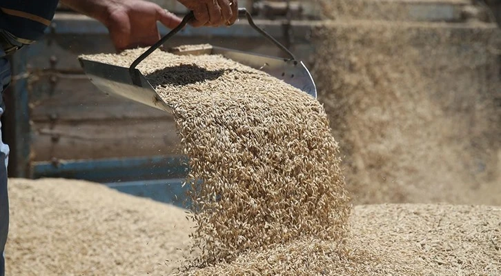 221 üreticiye 95 bin kilo buğday dağıtıldı