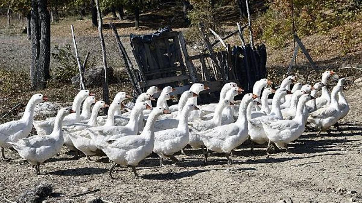 30 kadına 1500 kaz palazı verildi