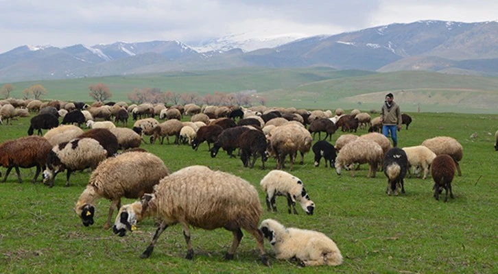 “69 ülkenin koyun, keçi sayısı toplansa bizim kurbanlığa ayırdığımız küçükbaş hayvan sayısını ancak buluyor”