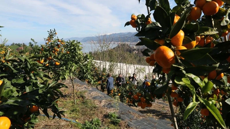 9 çeşit Rize Mandalinası tescillendi