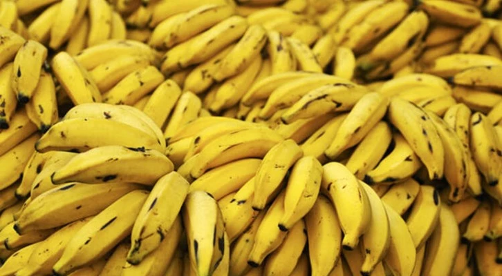 95 bin tonluk muz üretimi 6 kat artışla 550 bin tona ulaştı