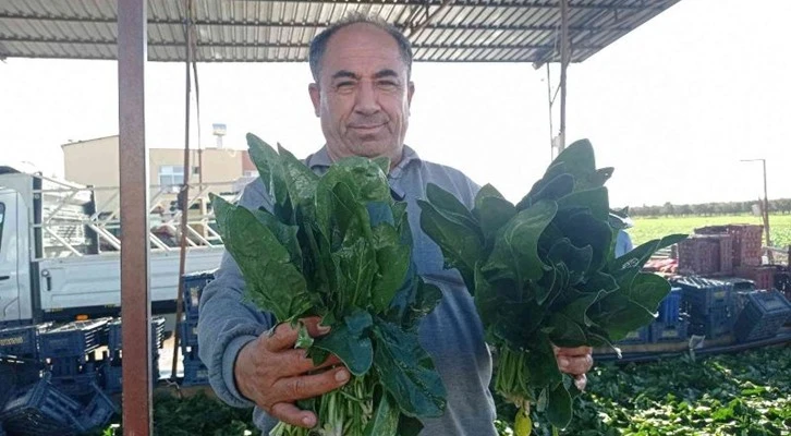 Adana'da Ispanak ve turp hasadı başladı