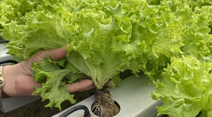 Adana'da kadın çiftçi, serada yetiştirdiği marulları yurt dışına gönderiyor