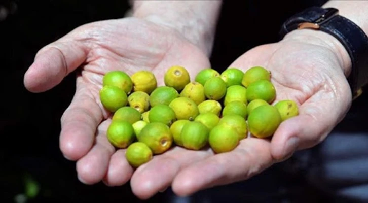 Adana'da narenciyeyi sıcak vurdu