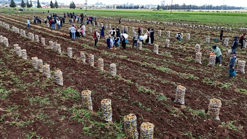 Adana’da patates hasadı başladı