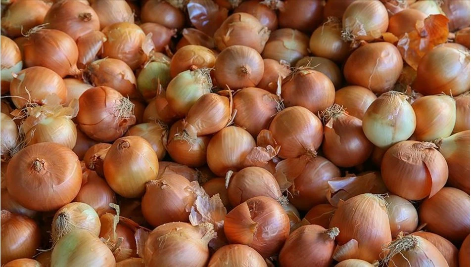 Adana'da soğan hasadı başladı: Fiyatlarda düşüş bekleniyor