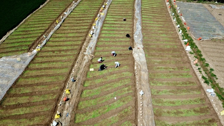 Adıyaman'da baharın gelmesiyle çiftçiler tarımsal faaliyetlere başladı