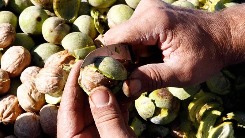 Adıyaman'daki kapama ceviz bahçesinde 900 ton ceviz hasat edildi