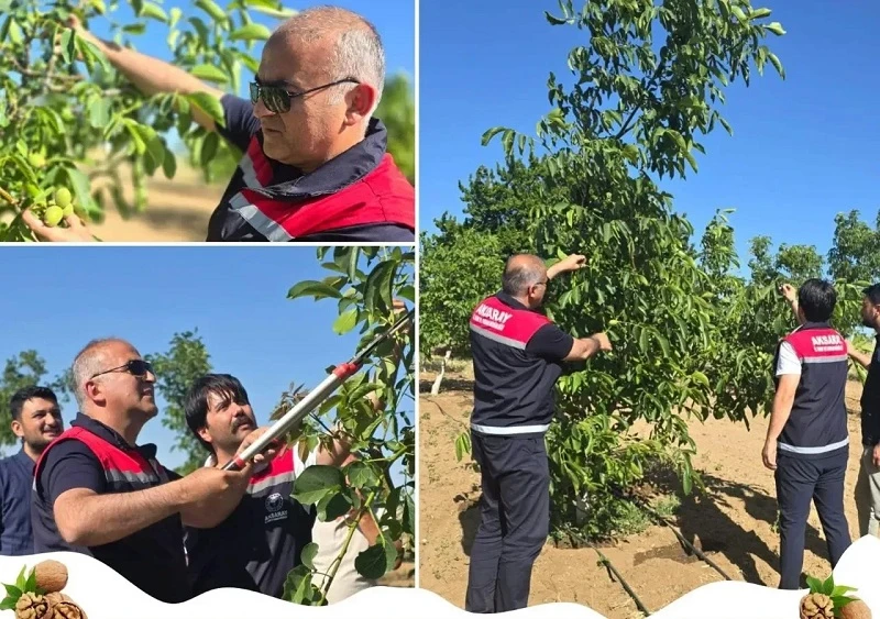 Ağaçören’de ceviz üretimi mercek altında