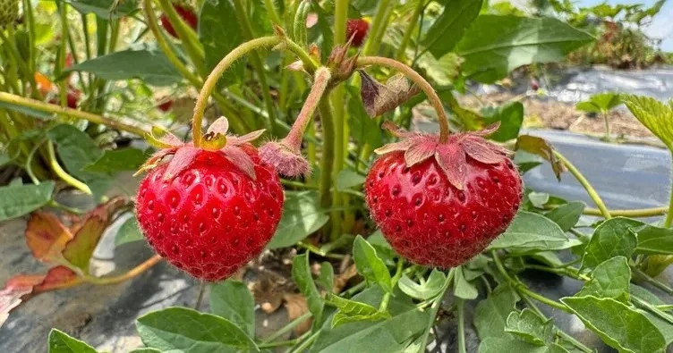 Ağrı’da alternatif tarımın yükselen yıldızı: Çilek üretimi yaygınlaşıyor