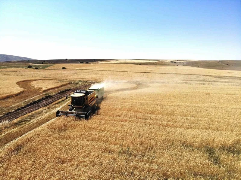 Ağrılı çiftçiler alın teriyle ektikleri buğdayları hasat etmeye başladı