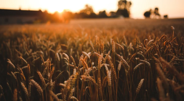 Agroekoloji ve Covid-19 sonrası tarımın geleceği