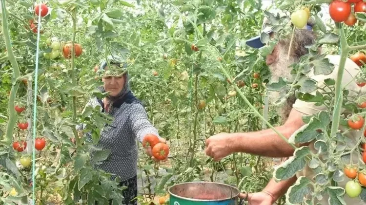 Akrabasının verdiği tohumla işe başladı, 50 dekar üretime ulaştı! 