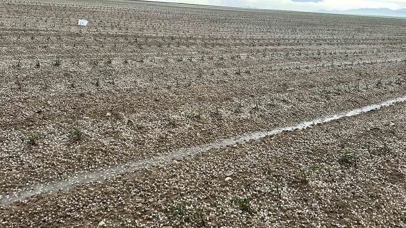 Aksaray'da dolu tarım arazilerine zarar verdi