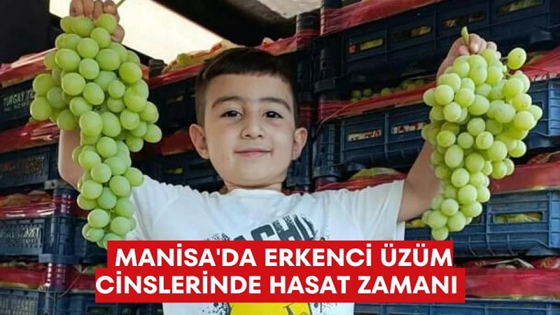 Alaşehir'de Erkenci Üzüm Hasadı Başladı